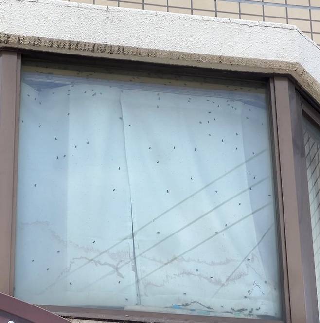 일본 한 맨숀 창문에 파리떼가 붙어 있다. 해당 집에서는 고독사로 추정되는 시신이 발견됐다. /사진=SNS 갈무리