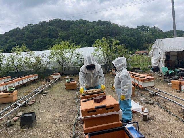 [세종=뉴시스] 농촌진흥청이 꿀벌에 기생하는 진드기 일종인 '꿀벌응애'의 확산 방지를 위해 양봉농가에 검증된 약제만 사용하고, 불법 수입이나 오남용을 자제해 달라고 8일 당부했다. 사진은 농진청 관계자가 꿀벌응애 관련 현장 조사에 나선 모습. (사진=농진청 제공) 2025.07.08. photo@newsis.com *재판매 및 DB 금지