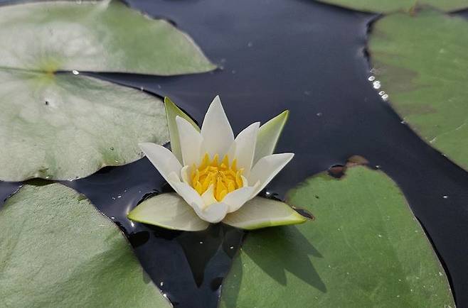 [봉화=뉴시스] 꼬마수련 (사진=한국수목원정원관리원 제공) 2025.07.08. photo@newsis.com *재판매 및 DB 금지