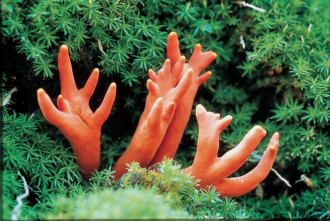 붉은사슴뿔버섯 [산림청 국립산림과학원]