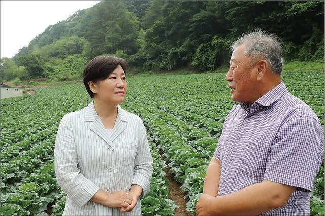 송미령 농림축산식품부 장관(왼쪽)이 6일 강원 평창의 여름배추 재배현장을 찾아 배추 생육 상황을 점검하고 있다. 농림축산식품부