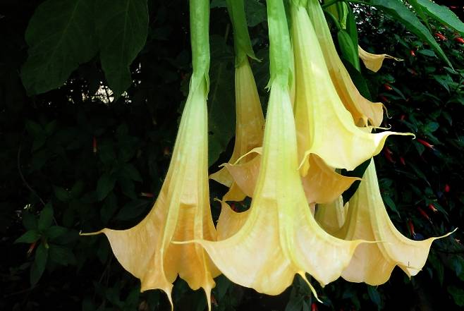 멀미약 ‘스코폴라민’ 주성분이 추출되는 식물인 브루그만시아. 위키미디어 커먼스