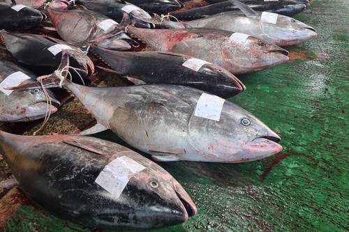 영덕서 잡힌 대형 참다랑어. 영덕군 제공