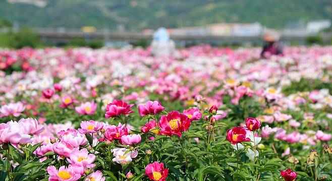산청 정광들 약초재배단지 작약꽃 ⓒ산청군