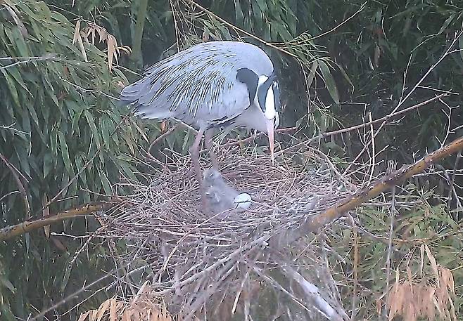 태화강 대숲 수컷 왜가리와 새끼 왜가리 [울산시 제공. 재판매 및 DB 금지]