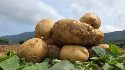 신품종 '금선' 씨감자 [서산시 제공. 재판매 및 DB 금지]