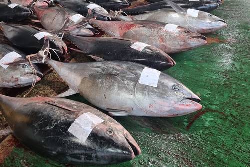 영덕서 잡힌 대형 참다랑어 [영덕군 제공. 재판매 및 DB 금지]