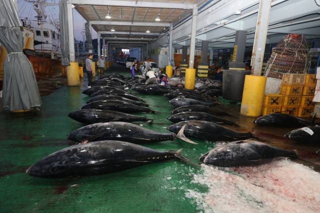 경북 영덕 강구에서 무게 130~160k에 달하는 참치 65마리가 무더리로 잡혀 kg당 1천400원에 위판됐다. 최우형 파랑스튜디오 대표 제공