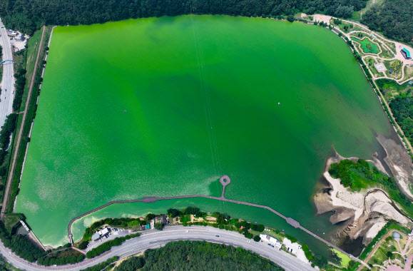 폭염이 계속된 8일 경북 칠곡군 동명저수지가 높은 수온으로 인해 녹조로 가득 차 있다.(사진=연합뉴스)