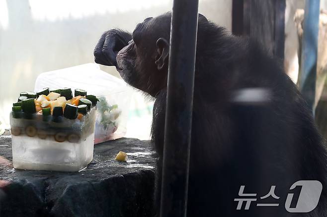 열흘 넘게 폭염이 계속된 9일 오후 대구 중구 달성공원에서 침팬지가 얼음 과일을 먹으며 더위를 식히고 있다. 2025.7.9/뉴스1 ⓒ News1 공정식 기자