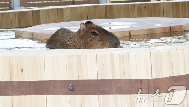 폭염이 이어지는 9일 오전 제주 서귀포시 안덕면 제주신화월드 내 개장을 앞둔 카피바라 특화 동물원인 '모모쥬 동물원'에서 카피바라가 물놀이를 하고 있다. 2025.7.9/뉴스1 ⓒ News1 오현지 기자