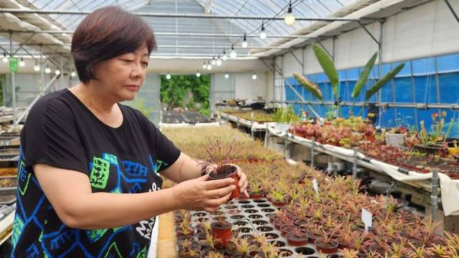 식충식물 판매업체를 운영하고 있는 이화진씨가 식충식물을 관리하고 있다. 변선진 기자