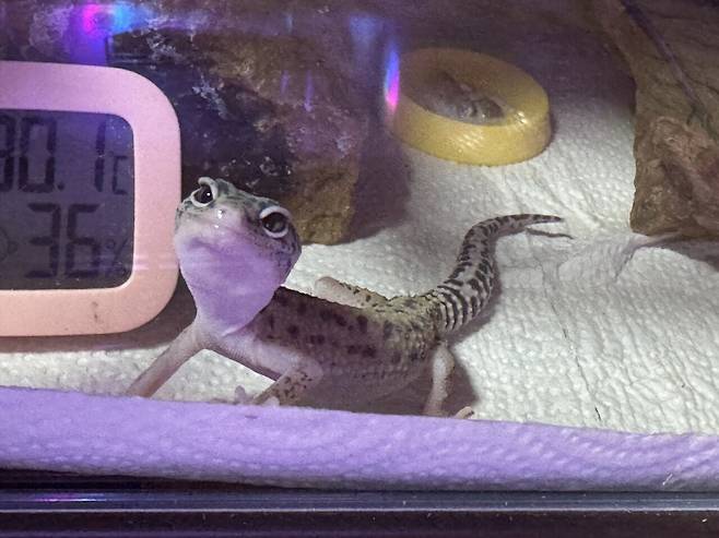 레오파드 게코를 분양받은지 두달차,,,