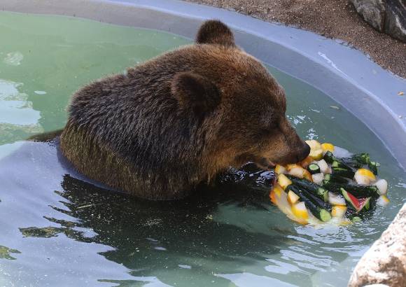 폭염이 이어진 가운데 대구 달성공원에서 에조불곰이 물웅덩이에 빠져 얼음 과일과 채소를 먹으며 더위를 식히고 있다. [사진=연합뉴스]