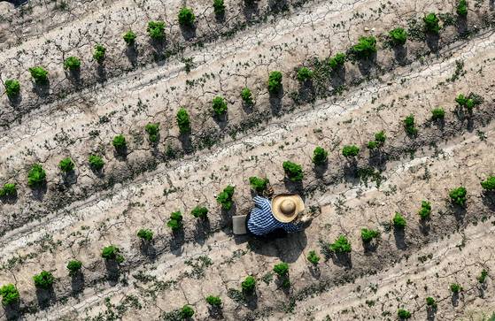 폭염이 계속된 지난 8일 경북 고령군 다산면 한 밭이 메말라 갈라진 모습을 보이는 가운데 농민이 잡초 뽑는 작업을 하고 있다. [연합뉴스]