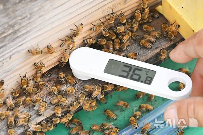 [광주=뉴시스] 이영주 기자 = 광주지역에 폭염특보가 12일째 이어지고 있는 9일 오전 9시 기준 벌통 내부를 측정한 온도계 값이 36.8도를 기록하고 있다. 2025.07.09. leeyj2578@newsis.com