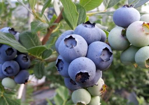 뜰안에블루베리농원