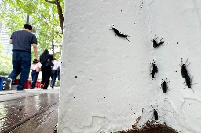 '러브버그'로 알려진 붉은등우단털파리가 수도권 도심 곳곳에서 기승을 부리고 있다. 뉴스1