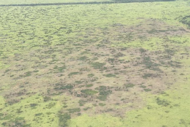 호주 퀸즐랜드 일대에 메뚜기 떼가 대규모로 출몰하면서 방목지 피해가 잇따르고 있다. 사진은 메뚜기 떼가 갉아먹은 목초지. 호주 ABC뉴스 제공