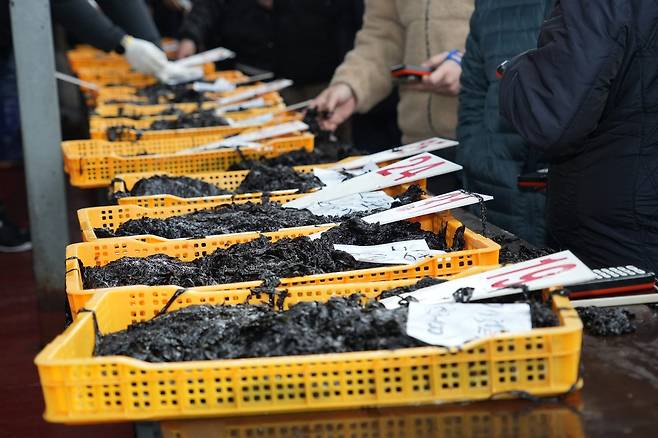 서천 물김 수매 [서천군 제공. 재판매 및 DB 금지]