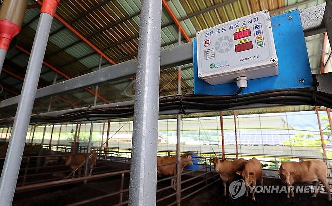 오전인데 벌써 30.8도 (제천=연합뉴스) 김형우 기자 = 9일 오전 충북 제천시 금성면의 한 한우농장.
    이날 오전 10시께 축사 한쪽 벽에 걸린 디지털 온도계는 벌써 30.8도를 나타내고 있다. 2025.7.9 vodcast@yna.co.kr