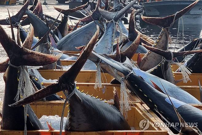 대형 참다랑어가 한가득 (영덕=연합뉴스) 8일 경북 영덕 앞바다에서 잡힌 대형 참다랑어(참치)가 강구수협 위판장 앞에 놓여 있다. 2025.7.8 [독자 제공. 재판매 및 DB 금지] sds123@yna.co.kr