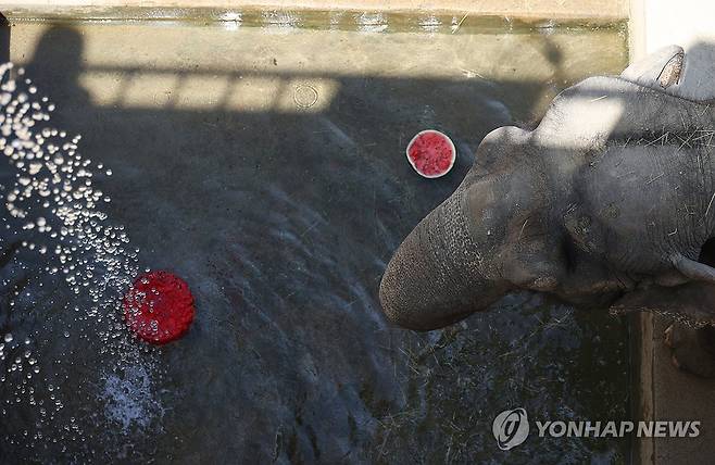 '폭염에 얼음과일과 수박 먹는 코끼리' (대구=연합뉴스) 박세진 기자 = 폭염이 이어진 9일 대구 달성공원에서 코끼리가 물을 맞으면서 얼음과일과 수박을 먹으며 더위를 식히고 있다. 달성공원 측은 해당 코끼리가 1969년도에 태어났다고 밝혔다. 2025.7.9 psjpsj@yna.co.kr