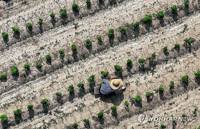 폭염과 가뭄 (대구=연합뉴스) 윤관식 기자 = 폭염이 계속된 8일 경북 고령군 다산면 한 밭이 메말라 갈라진 모습을 보이는 가운데 농민이 잡초 뽑는 작업을 하고 있다. 2025.7.8 psik@yna.co.kr