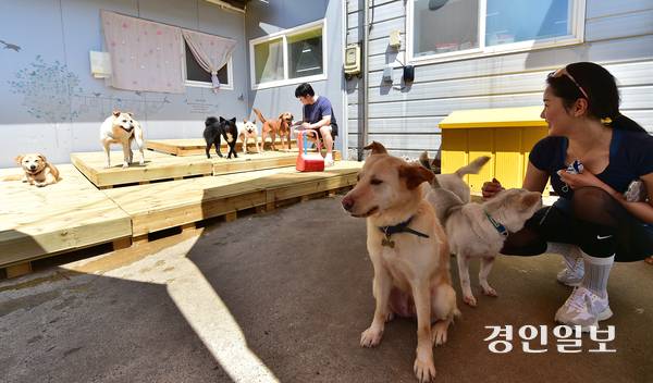 10일 오전 인천시 서구 마전동 사단법인 ‘도로시지켜줄개’ 유기견 보호소에서 자원봉사자들이 야외에서 유기견을 돌보고 있다. 2025.7.10 /조재현기자 jhc@kyeongin.com