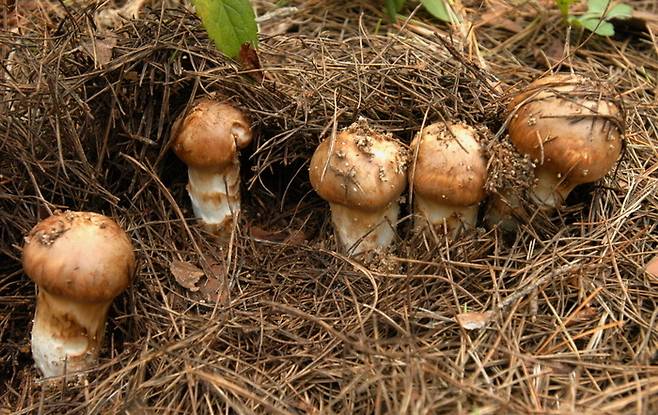 경북 북부지역에 국립 송이 버섯 복원 연구소 설립이 추진된다. 사진은 경북 산지에서 자라고 있는 자연산 송이버섯. 영남일보 DB