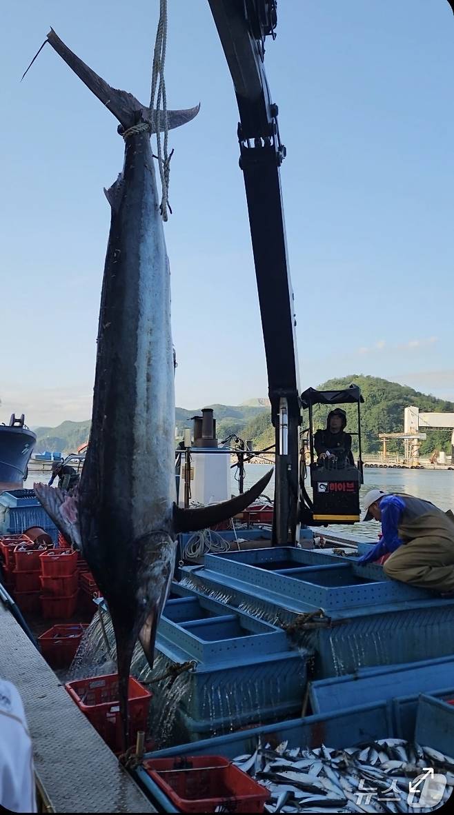 10일 오전 강원 삼척에서 잡힌 황새치.(정연철 강원 삼척시의원 제공, 재판매 및 DB 금지) 2025.7.10/뉴스1