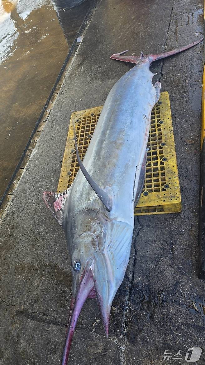 10일 오전 강원 삼척에서 잡힌 황새치.(정연철 강원 삼척시의원 제공, 재판매 및 DB 금지) 2025.7.10/뉴스1