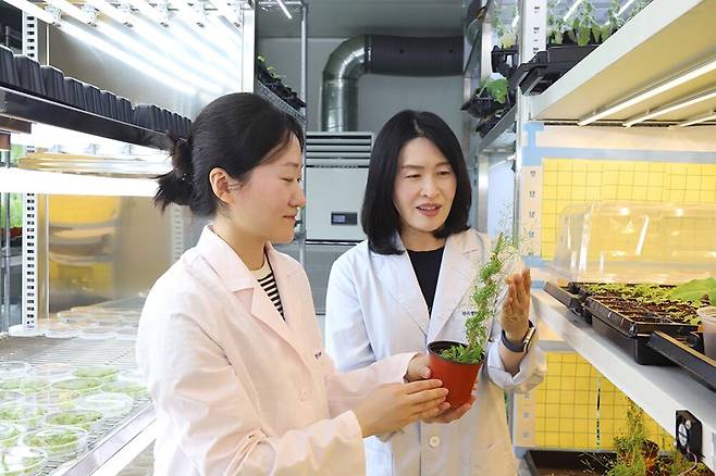 한국생명공학연구원 연구진이 식물이 더위를 견디는 비밀을 분자 단위에서 찾아냈다. 오른쪽부터 교신저자인 조혜선 책임연구원과 제1저자 조승희 박사./한국생명공학연구원