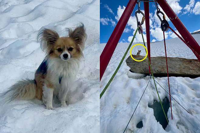 지난 3일(현지시간) 스위스 알프스 피 빙하 크레바스에서 구조된 남성 A씨의 반려견. 사진=에어 체르마트