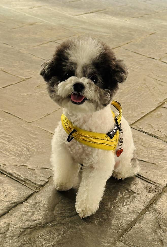 포텐간 엄청작은강아지 우리 강아지인줄