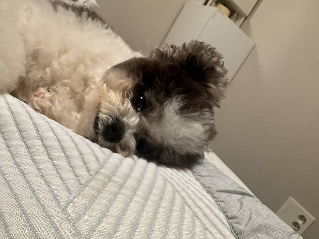 포텐간 엄청작은강아지 우리 강아지인줄