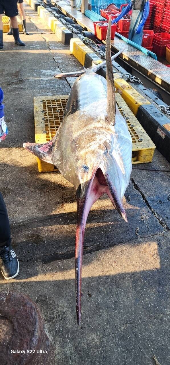 10일 새벽 강원도 삼척에서 잡힌 길이 3m, 무게 226㎏ 크기의 황새치 모습. 정연철 삼척시의원 제공