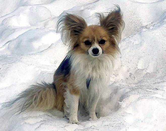 스위스 알프스산맥 빙하 틈새로 추락한 반려인의 목숨을 구한 치와와. AP 연합뉴스