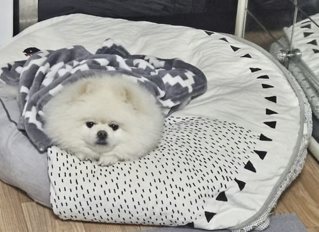 ▲ 잠든 가족을 깨워 대형화재를 막은 반려견 몽실이 (포메라니안 9살, 암컷) [창원소방본부]&nbsp;