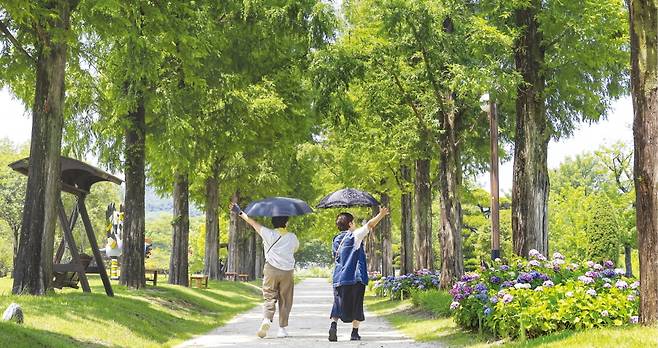 지난달 26일 전남 오천동 순천만국가정원을 찾은 관람객들이 수국이 만개한 메타세쿼이아길을 따라 걷고 있다.   임형택 기자