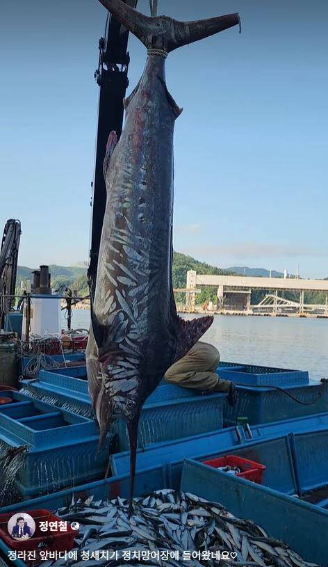 온·열대 해역에 사는 황새치가 강원도 삼척 앞바다에서 잡혔다. 정연철 삼척시의원 페이스북 갈무리