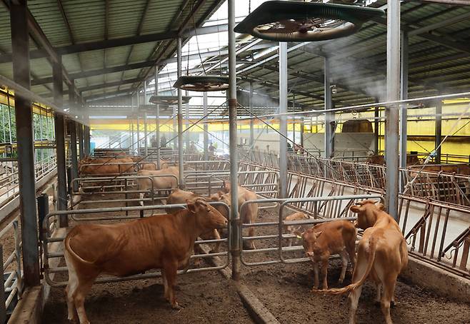 전국적으로 폭염이 이어진 10일 오후 부산 기장군의 한 축사에서 소들의 더위를 식히기 위한 쿨링포그와 선풍기가 가동되고 있다. [사진 = 연합뉴스]