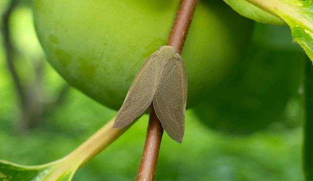 갈색날개매미충 성체.[농촌진흥청 제공]