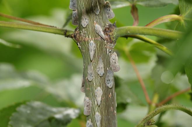 미국선녀벌레 성충.[국립생물자원관 홈페이지 갈무리]