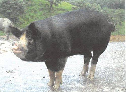 [세종=뉴시스] 농촌진흥청은 우리나라에서 자체 보존·육종한 한우, 산청흑돼지, 진도개 황구 등 6축종 15자원이 국제연합 식량농업기구(FAO)의 가축다양성정보시스템(DAD-IS)에 새로 등록됐다고 10일 밝혔다. 사진은 산청흑돼지. (사진=농진청 제공) 2025.07.10. photo@newsis.com *재판매 및 DB 금지