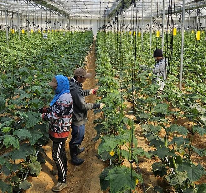 외국인 계절근로자. 사진은 기사와 관련이 없음. (뉴시스 DB) photo@newsis.com *재판매 및 DB 금지