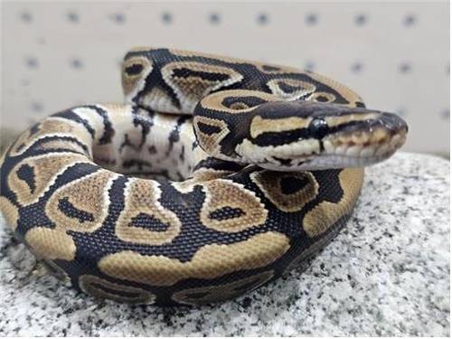 국립공원 야생생물보전원 북부보전센터에 임시 보호 중인 볼파이톤 [원주지방환경청 제공. 연합뉴스]