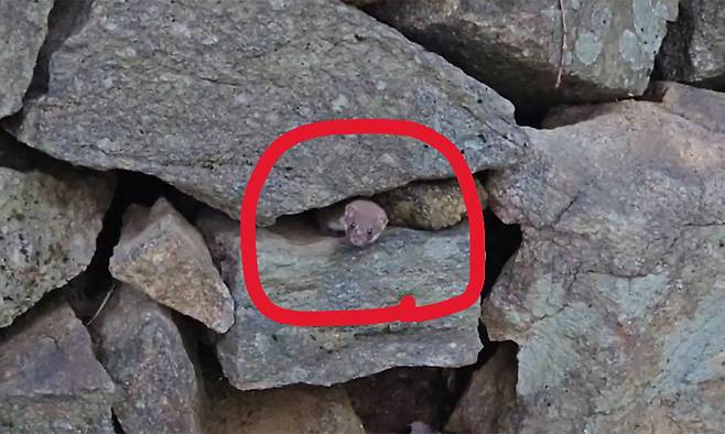 국립공원공단이 지난 6월 26일 지리산국립공원에서 촬영한 멸종위기 야생생물 1급 무산쇠족제비 모습.&nbsp;국립공원공단 제공