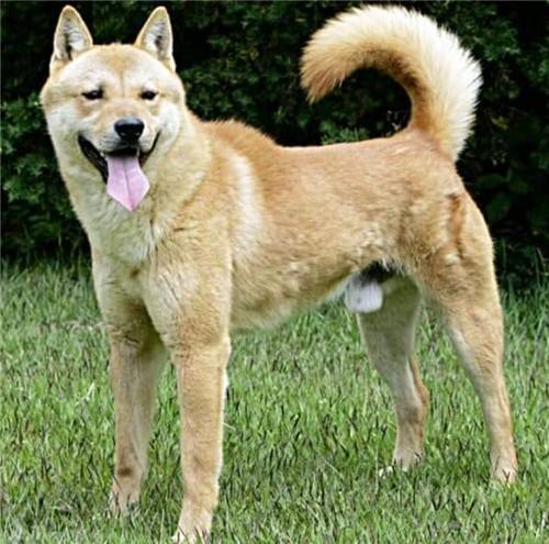 진돗개 황구 [농진청 제공. 재판매 및 DB 금지]