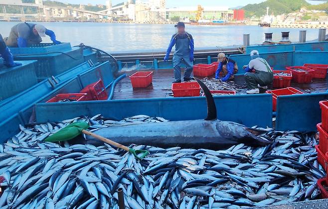 삼척 앞바다에서 잡힌 황새치 [정연철 삼척시의원 제공. 재판매 및 DB 금지]